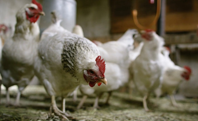 Chicken Price per lb: Understanding Poultry Costs