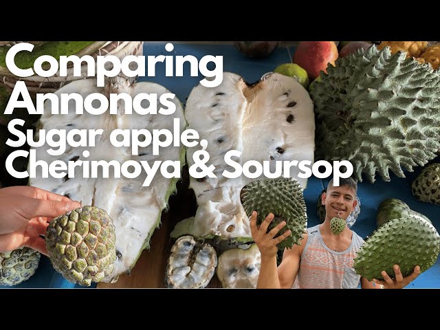 Soursop vs Custard Apple: Comparing Tropical Fruits