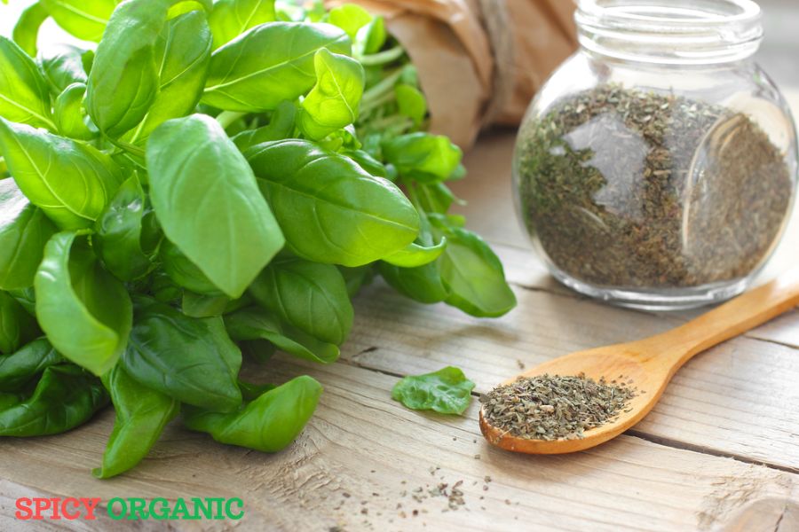 Basil vs Bay Leaf: Contrasting Herb Flavors