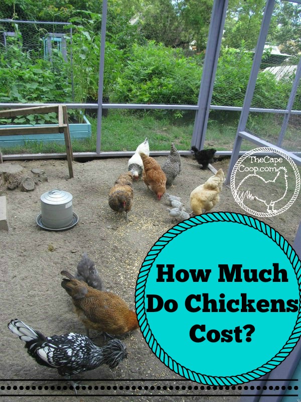 Chicken Price per lb: Understanding Poultry Costs