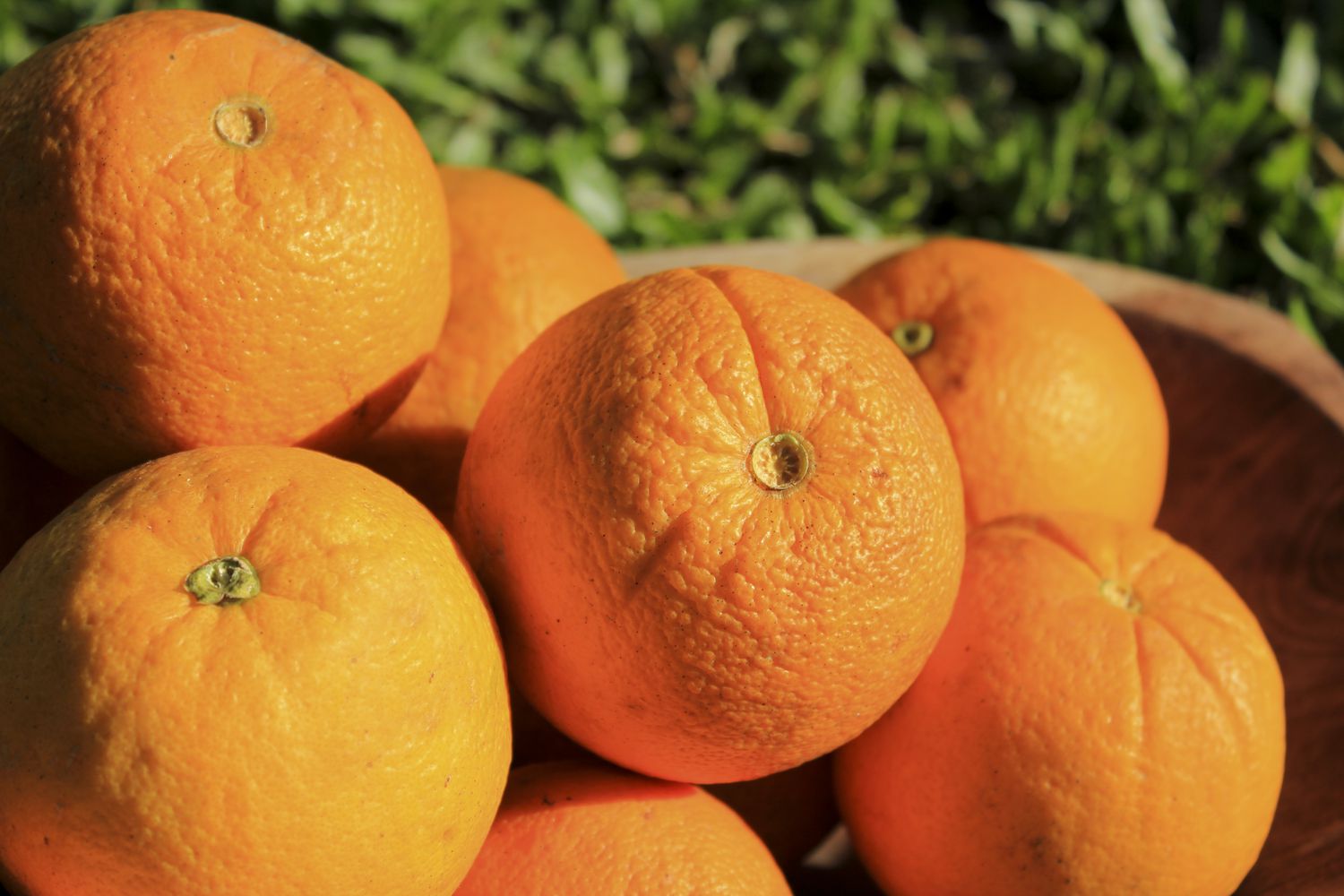 Valencia Oranges vs Navel Oranges: Comparing Citrus