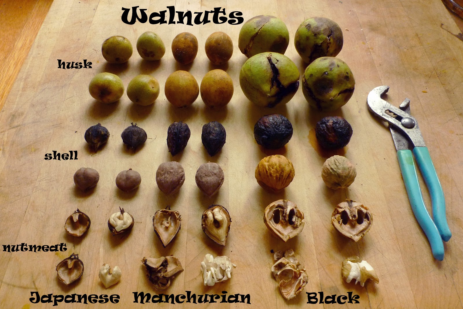 Walnuts vs Black Walnuts: Comparing Nut Varieties