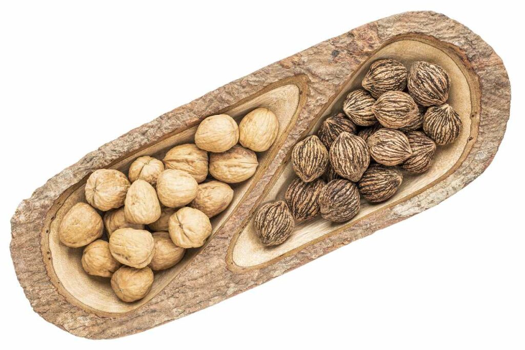 Walnuts vs Black Walnuts: Comparing Nut Varieties