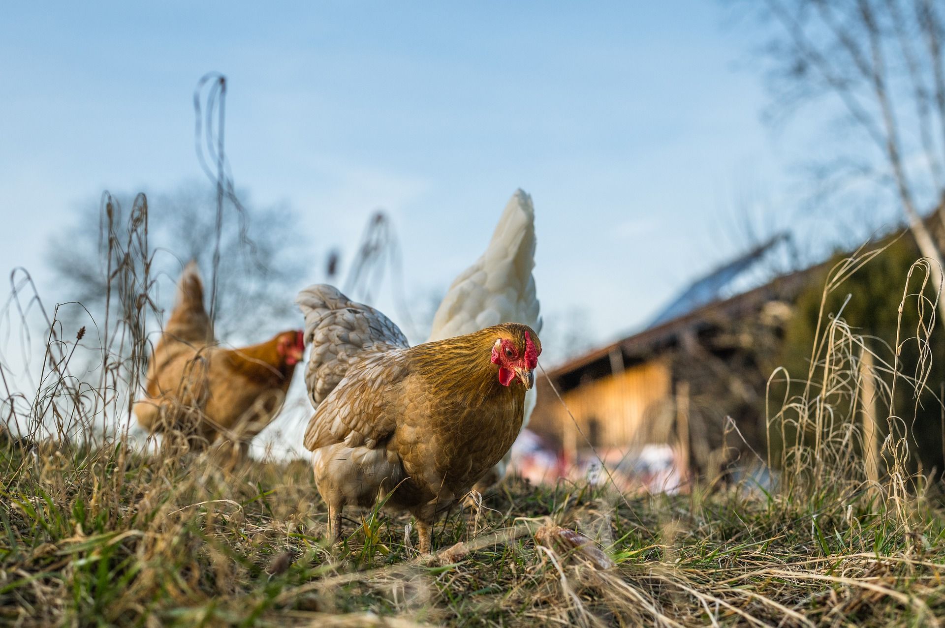 Chicken Price per lb: Understanding Poultry Costs