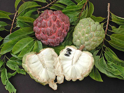 Soursop vs Custard Apple: Comparing Tropical Fruits