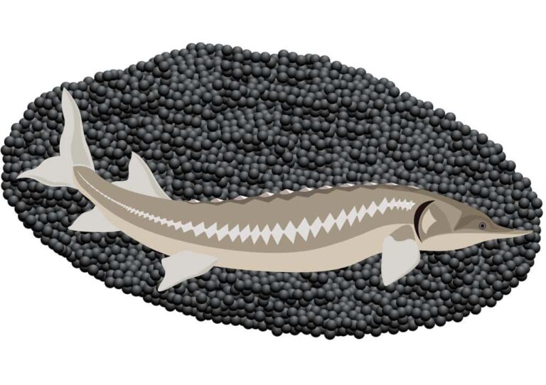White Sturgeon Caviar: Exploring Luxurious Delicacies